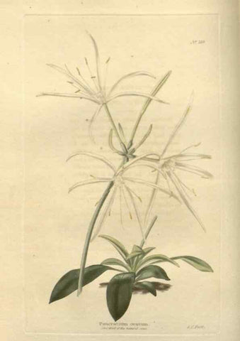 Reproducción/Reproduction 48754051731: The botanical cabinet. London :John & Arthur Arch ...,1817-1833.. 