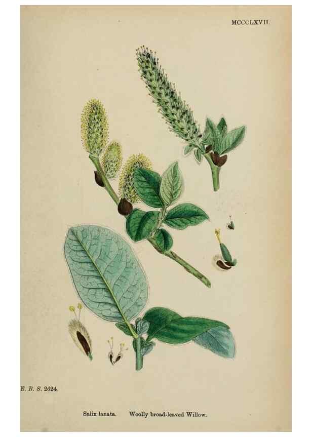 Reproducción/Reproduction 48754156642: English botany, or, Coloured figures of British plants /. London :R. Hardwicke,1863-1886.. 