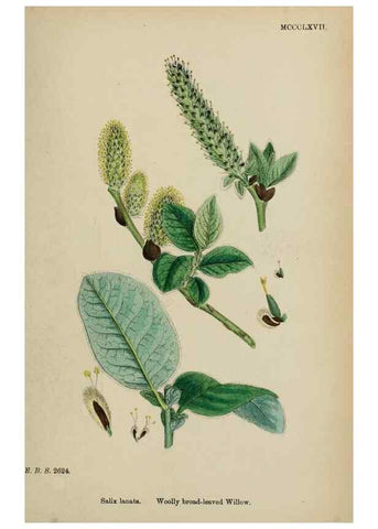 Reproducción/Reproduction 48754156642: English botany, or, Coloured figures of British plants /. London :R. Hardwicke,1863-1886.. 