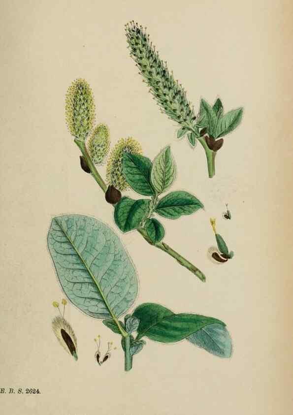 Reproducción/Reproduction 48754156642: English botany, or, Coloured figures of British plants /. London :R. Hardwicke,1863-1886.. 