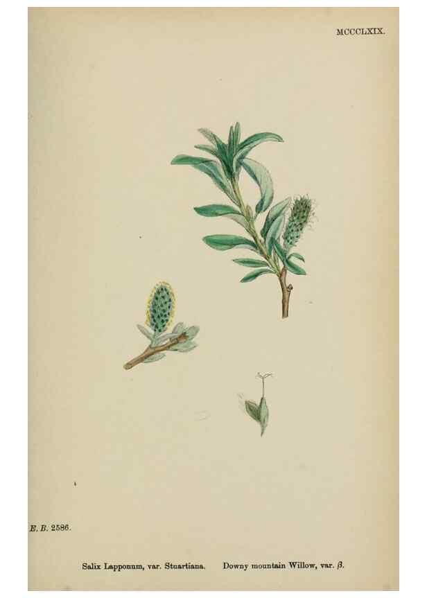 Reproducción/Reproduction 48753642568: English botany, or, Coloured figures of British plants /. London :R. Hardwicke,1863-1886.. 