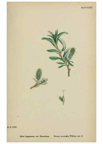 Reproducción/Reproduction 48753642568: English botany, or, Coloured figures of British plants /. London :R. Hardwicke,1863-1886.. 