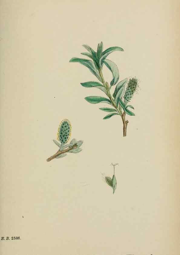 Reproducción/Reproduction 48753642568: English botany, or, Coloured figures of British plants /. London :R. Hardwicke,1863-1886.. 