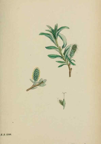 Reproducción/Reproduction 48753642568: English botany, or, Coloured figures of British plants /. London :R. Hardwicke,1863-1886.. 
