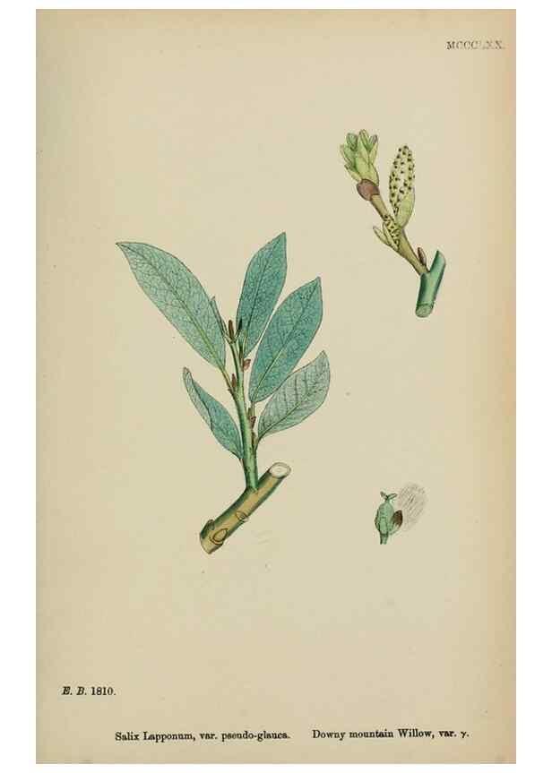 Reproducción/Reproduction 48753642738: English botany, or, Coloured figures of British plants /. London :R. Hardwicke,1863-1886.. 