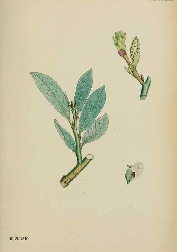 Reproducción/Reproduction 48753642738: English botany, or, Coloured figures of British plants /. London :R. Hardwicke,1863-1886.. 