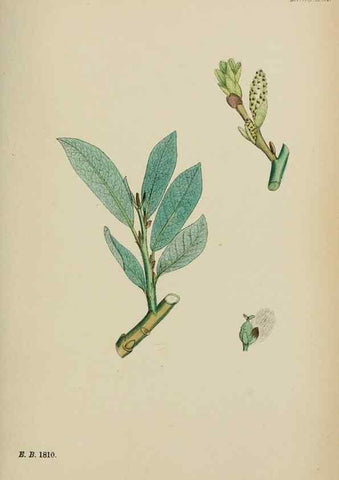 Reproducción/Reproduction 48753642738: English botany, or, Coloured figures of British plants /. London :R. Hardwicke,1863-1886.. 