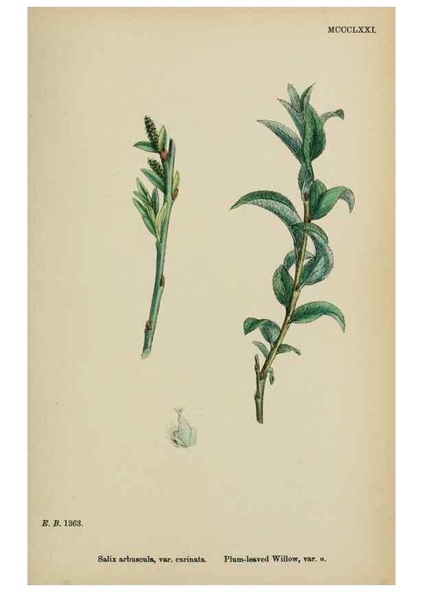 Reproducción/Reproduction 48754157577: English botany, or, Coloured figures of British plants /. London :R. Hardwicke,1863-1886.. 