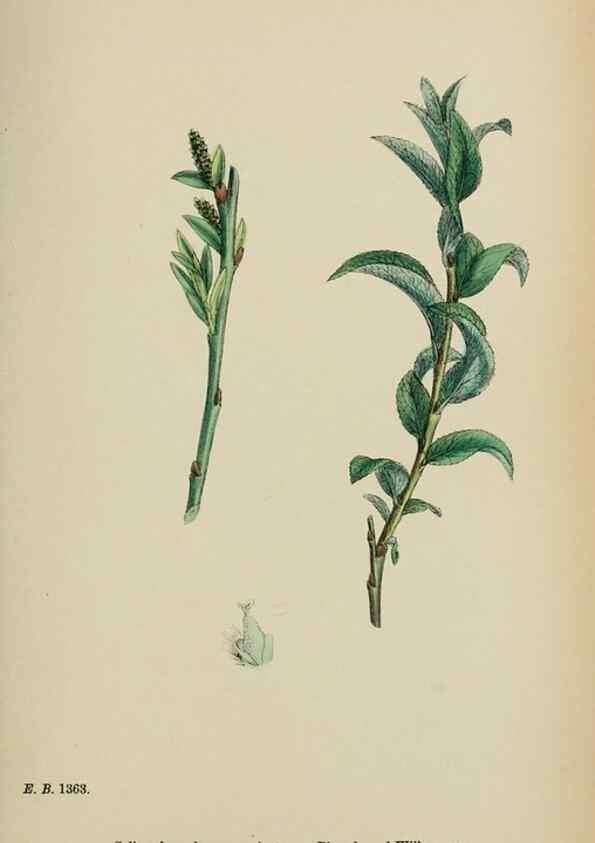 Reproducción/Reproduction 48754157577: English botany, or, Coloured figures of British plants /. London :R. Hardwicke,1863-1886.. 