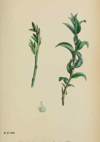 Reproducción/Reproduction 48754157577: English botany, or, Coloured figures of British plants /. London :R. Hardwicke,1863-1886.. 