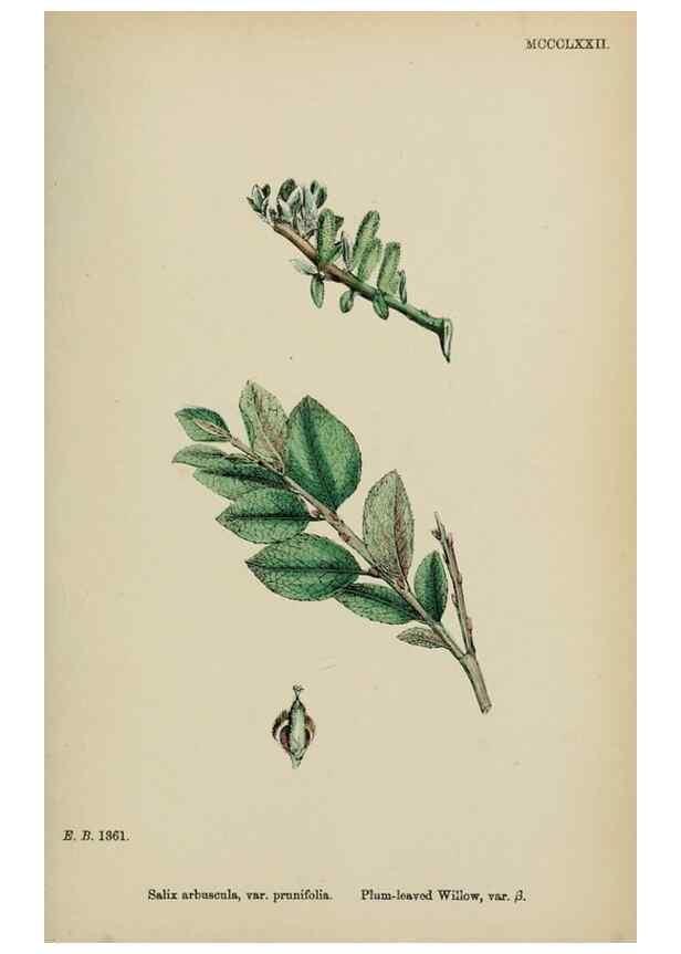 Reproducción/Reproduction 48753968111: English botany, or, Coloured figures of British plants /. London :R. Hardwicke,1863-1886.. 