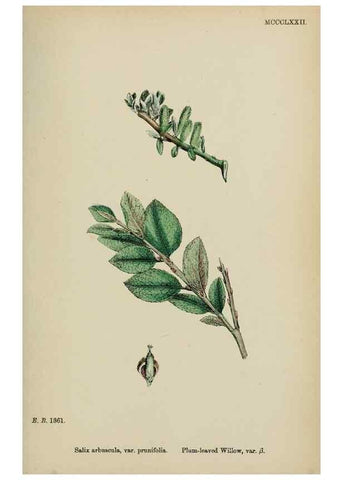 Reproducción/Reproduction 48753968111: English botany, or, Coloured figures of British plants /. London :R. Hardwicke,1863-1886.. 