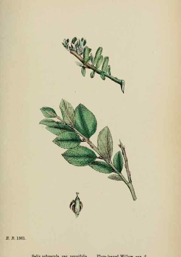 Reproducción/Reproduction 48753968111: English botany, or, Coloured figures of British plants /. London :R. Hardwicke,1863-1886.. 