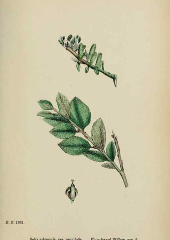 Reproducción/Reproduction 48753968111: English botany, or, Coloured figures of British plants /. London :R. Hardwicke,1863-1886.. 