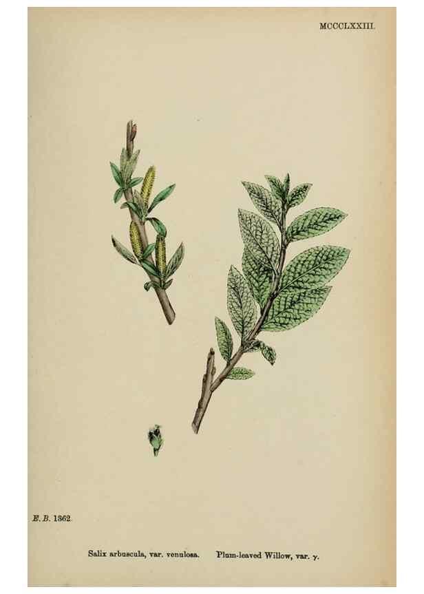 Reproducción/Reproduction 48753643468: English botany, or, Coloured figures of British plants /. London :R. Hardwicke,1863-1886.. 