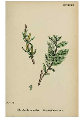 Reproducción/Reproduction 48753643468: English botany, or, Coloured figures of British plants /. London :R. Hardwicke,1863-1886.. 
