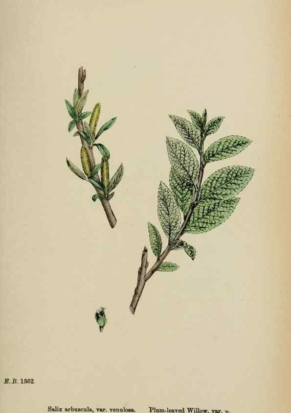 Reproducción/Reproduction 48753643468: English botany, or, Coloured figures of British plants /. London :R. Hardwicke,1863-1886.. 