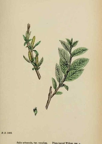 Reproducción/Reproduction 48753643468: English botany, or, Coloured figures of British plants /. London :R. Hardwicke,1863-1886.. 