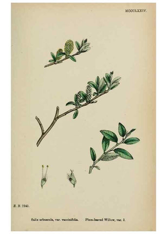 Reproducción/Reproduction 48754158292: English botany, or, Coloured figures of British plants /. London :R. Hardwicke,1863-1886.. 