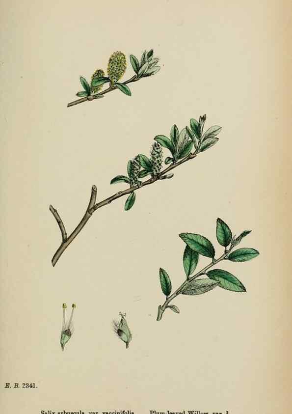 Reproducción/Reproduction 48754158292: English botany, or, Coloured figures of British plants /. London :R. Hardwicke,1863-1886.. 