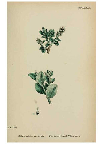 Reproducción/Reproduction 48754158592: English botany, or, Coloured figures of British plants /. London :R. Hardwicke,1863-1886.. 