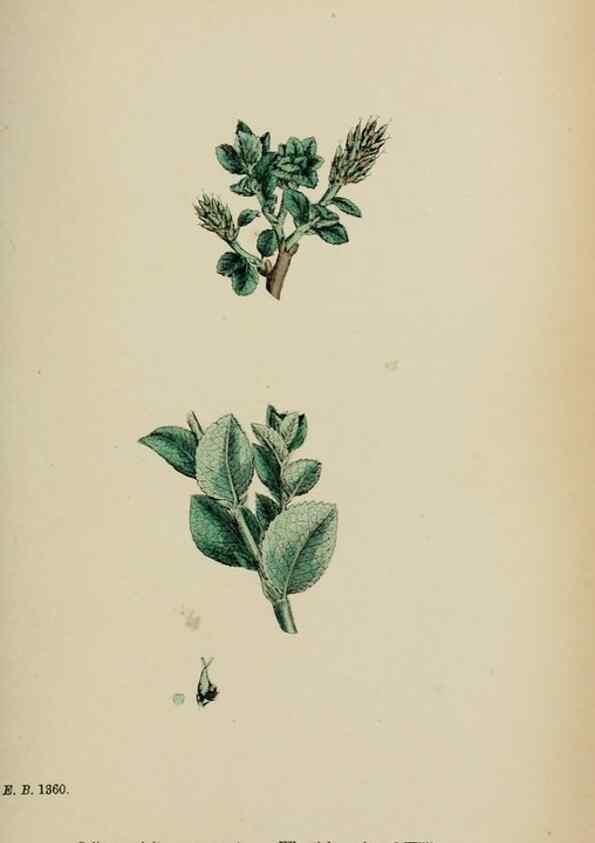 Reproducción/Reproduction 48754158592: English botany, or, Coloured figures of British plants /. London :R. Hardwicke,1863-1886.. 