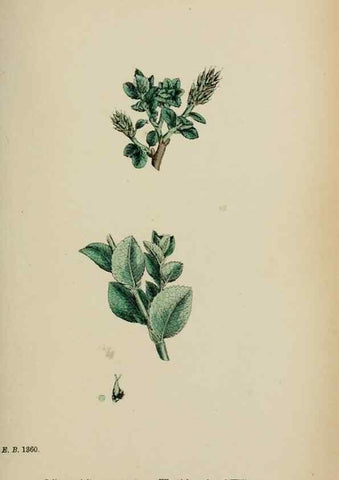 Reproducción/Reproduction 48754158592: English botany, or, Coloured figures of British plants /. London :R. Hardwicke,1863-1886.. 