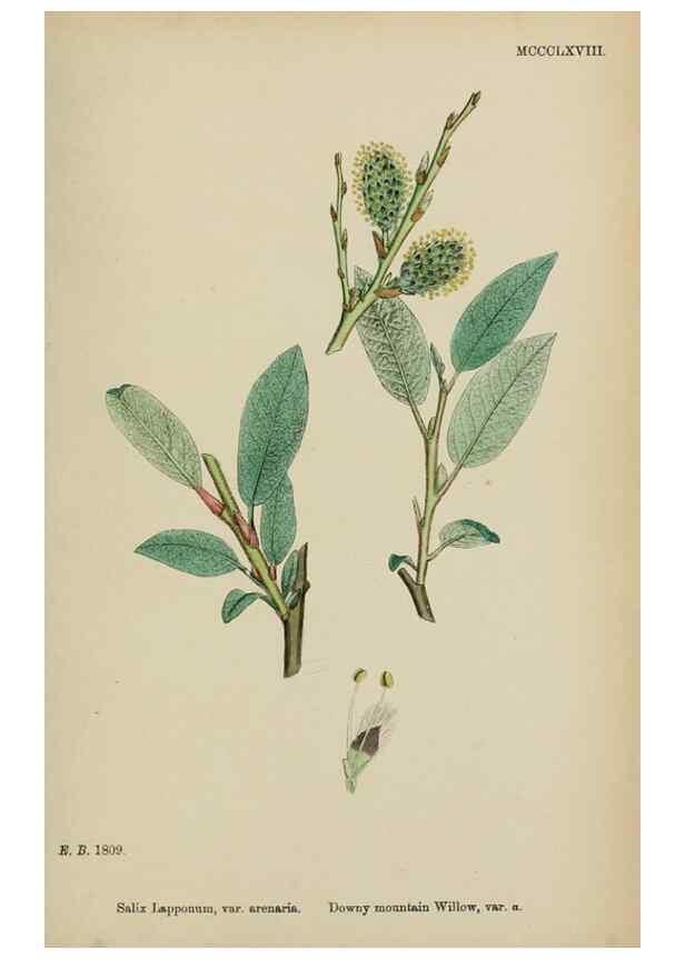 Reproducción/Reproduction 48753642338: English botany, or, Coloured figures of British plants /. London :R. Hardwicke,1863-1886.. 