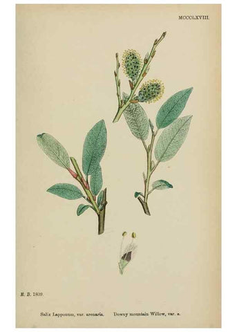Reproducción/Reproduction 48753642338: English botany, or, Coloured figures of British plants /. London :R. Hardwicke,1863-1886.. 