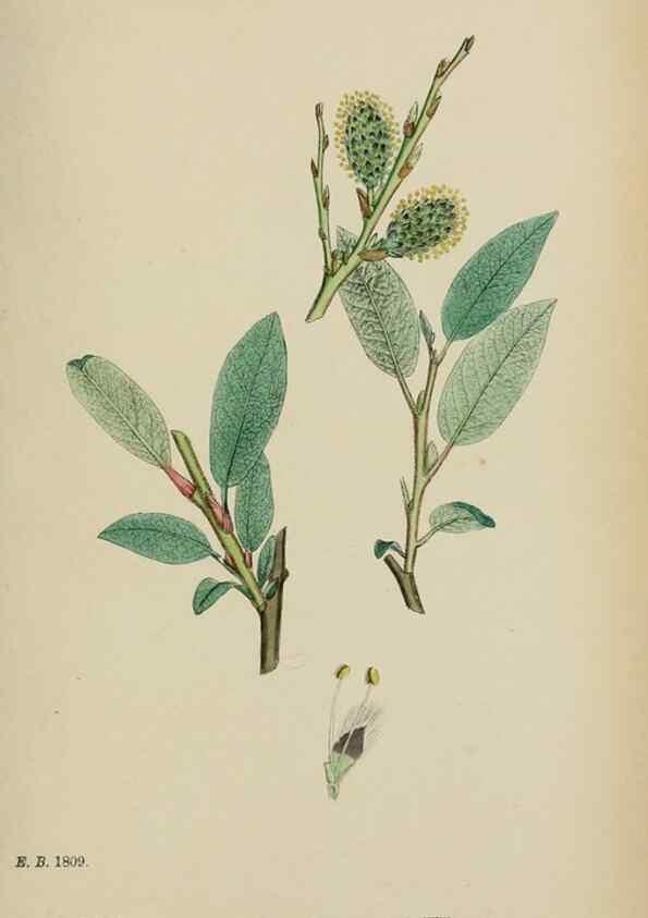 Reproducción/Reproduction 48753642338: English botany, or, Coloured figures of British plants /. London :R. Hardwicke,1863-1886.. 