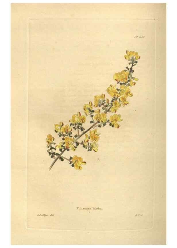 Reproducción/Reproduction 48754253142: The botanical cabinet. London :John & Arthur Arch ...,1817-1833.. 