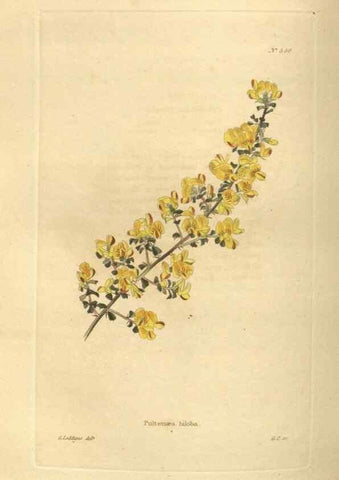 Reproducción/Reproduction 48754253142: The botanical cabinet. London :John & Arthur Arch ...,1817-1833.. 