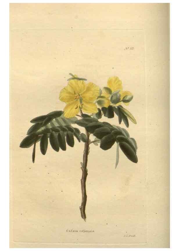 Reproducción/Reproduction 48753728118: The botanical cabinet. London :John & Arthur Arch ...,1817-1833.. 