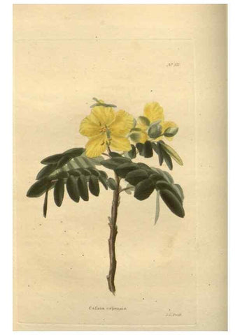 Reproducción/Reproduction 48753728118: The botanical cabinet. London :John & Arthur Arch ...,1817-1833.. 