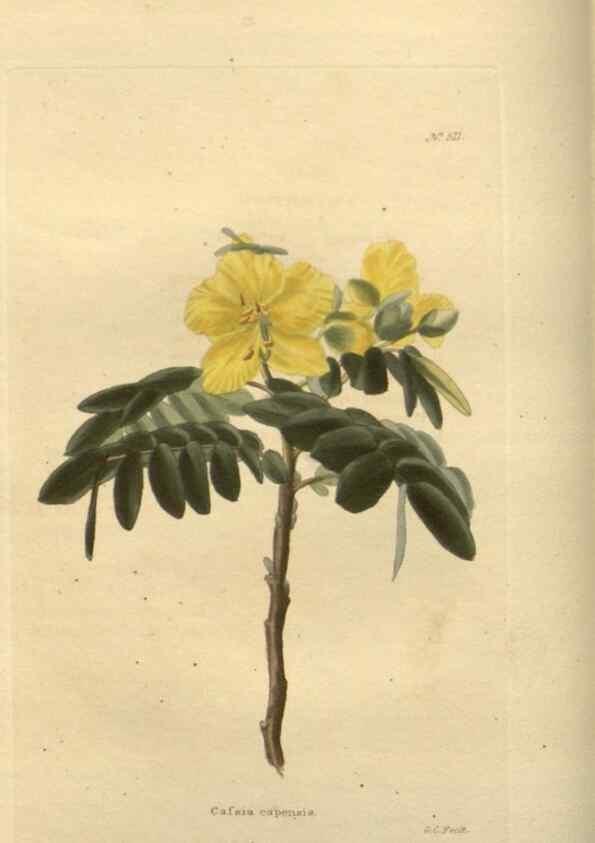 Reproducción/Reproduction 48753728118: The botanical cabinet. London :John & Arthur Arch ...,1817-1833.. 