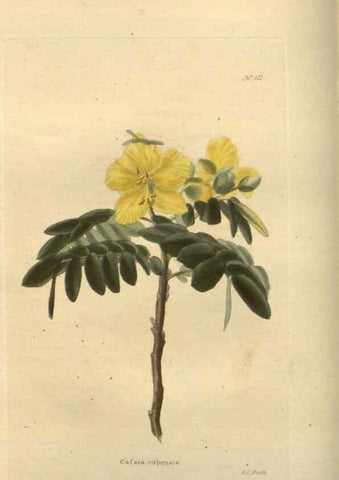 Reproducción/Reproduction 48753728118: The botanical cabinet. London :John & Arthur Arch ...,1817-1833.. 