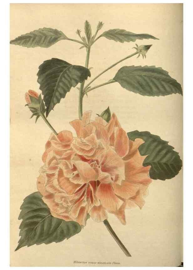 Reproducción/Reproduction 48754052451: The botanical cabinet. London :John & Arthur Arch ...,1817-1833.. 