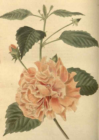 Reproducción/Reproduction 48754052451: The botanical cabinet. London :John & Arthur Arch ...,1817-1833.. 