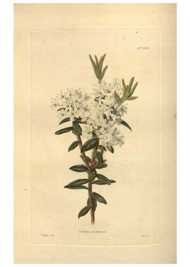 Reproducción/Reproduction 48754247937: The botanical cabinet. London :John & Arthur Arch ...,1817-1833.. 