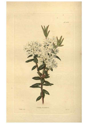 Reproducción/Reproduction 48754247937: The botanical cabinet. London :John & Arthur Arch ...,1817-1833.. 