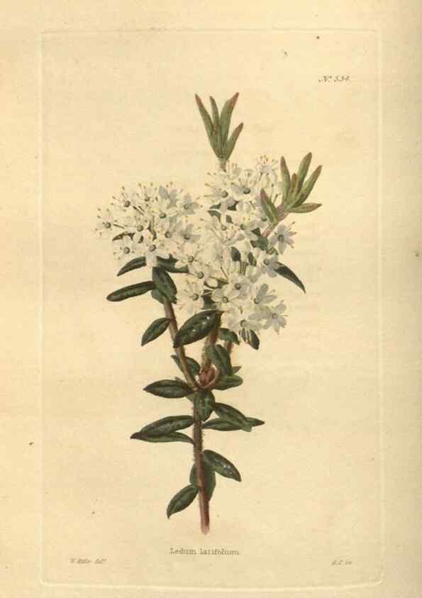 Reproducción/Reproduction 48754247937: The botanical cabinet. London :John & Arthur Arch ...,1817-1833.. 