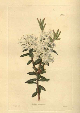 Reproducción/Reproduction 48754247937: The botanical cabinet. London :John & Arthur Arch ...,1817-1833.. 