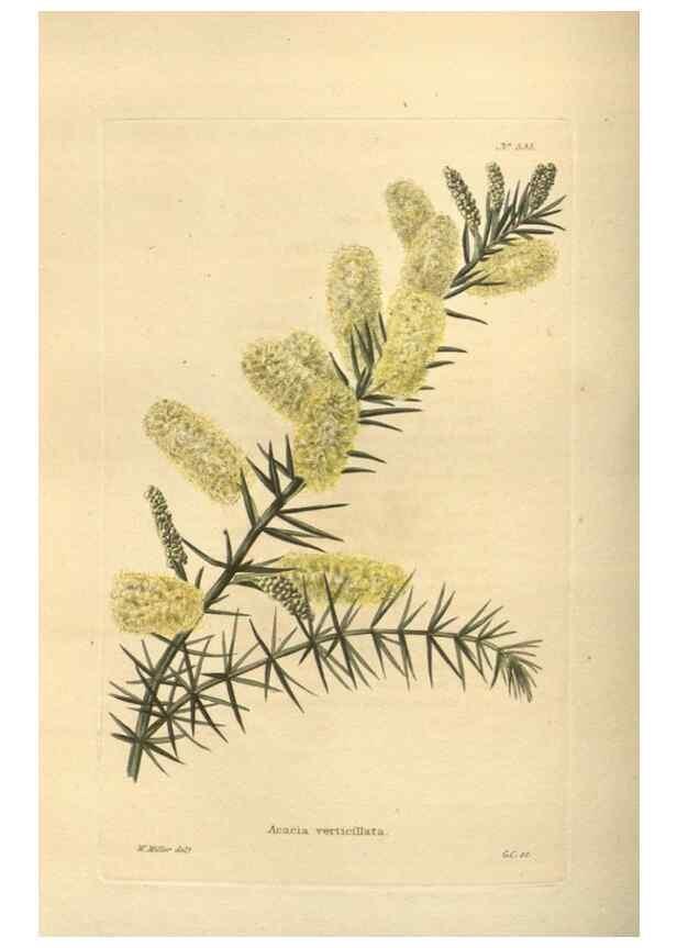 Reproducción/Reproduction 48753734423: The botanical cabinet. London :John & Arthur Arch ...,1817-1833.. 