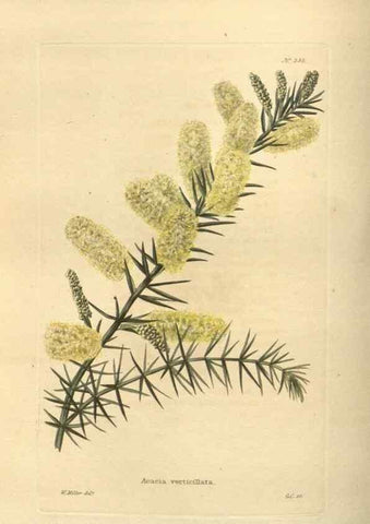 Reproducción/Reproduction 48753734423: The botanical cabinet. London :John & Arthur Arch ...,1817-1833.. 
