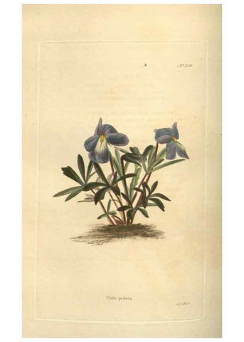 Reproducción/Reproduction 48754248747: The botanical cabinet. London :John & Arthur Arch ...,1817-1833.. 