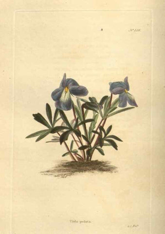 Reproducción/Reproduction 48754248747: The botanical cabinet. London :John & Arthur Arch ...,1817-1833.. 