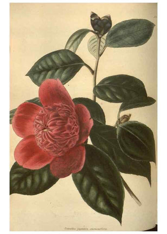 Reproducción/Reproduction 48753735243: The botanical cabinet. London :John & Arthur Arch ...,1817-1833.. 