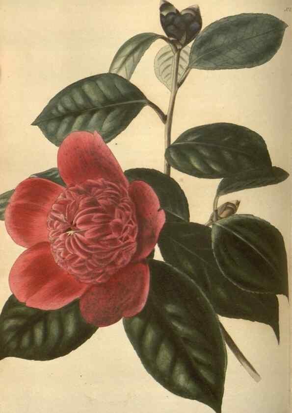 Reproducción/Reproduction 48753735243: The botanical cabinet. London :John & Arthur Arch ...,1817-1833.. 