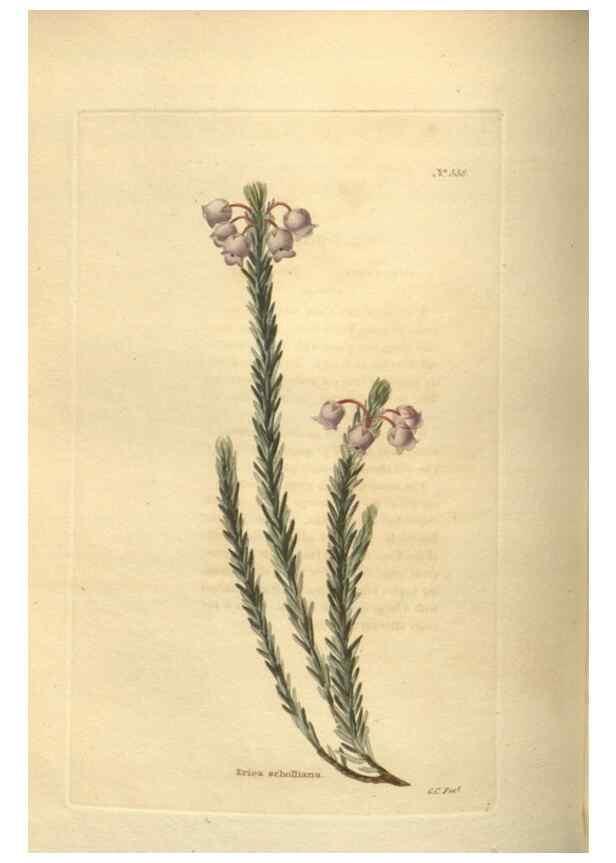 Reproducción/Reproduction 48753735533: The botanical cabinet. London :John & Arthur Arch ...,1817-1833.. 