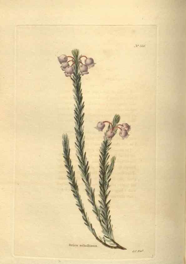 Reproducción/Reproduction 48753735533: The botanical cabinet. London :John & Arthur Arch ...,1817-1833.. 
